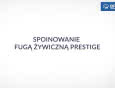 Aplikacja fugi żywicznej PRESTIGE